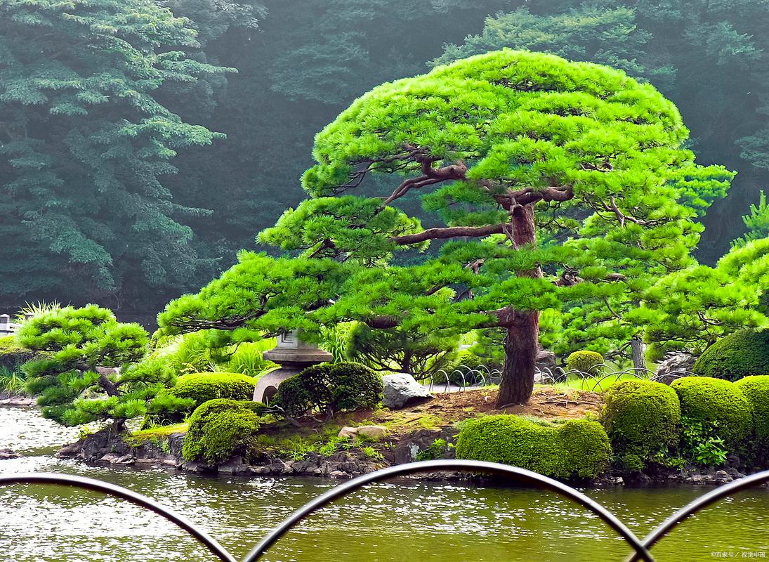 松树艺术景观