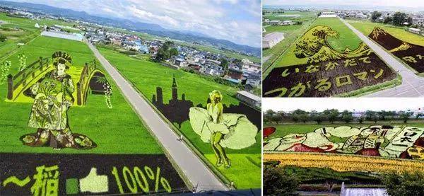 日本稻田景观艺术的相关图片